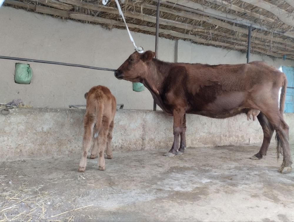 Ona bola sigir sotiladi