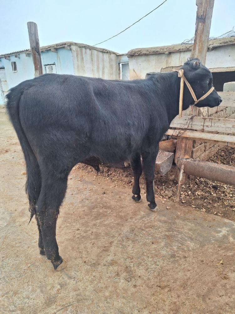 Parade xukiz 10 oylik