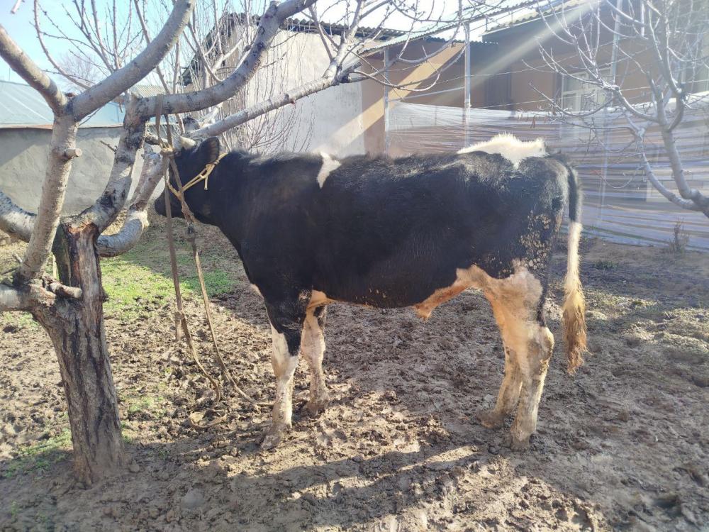 Sog‘lom kelishgan buqa sotiladi