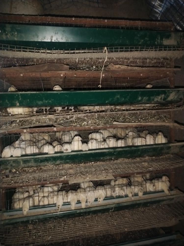 Belli Gigant 35 kunlik 200 dona