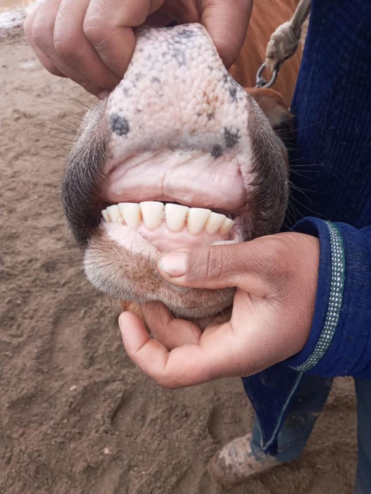 Она бола сигир сотилади