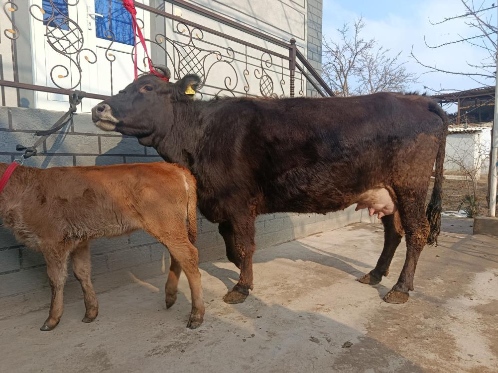 Sut beruvchi sigir sotiladi