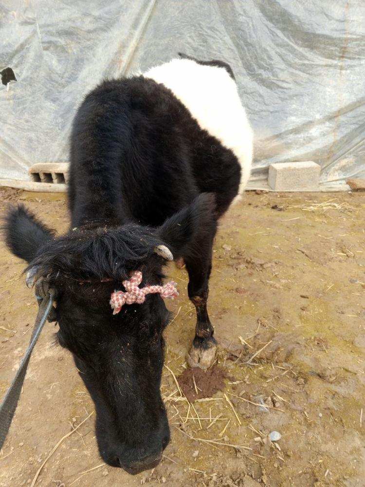 4 oydan oshgan sigir sotiladi