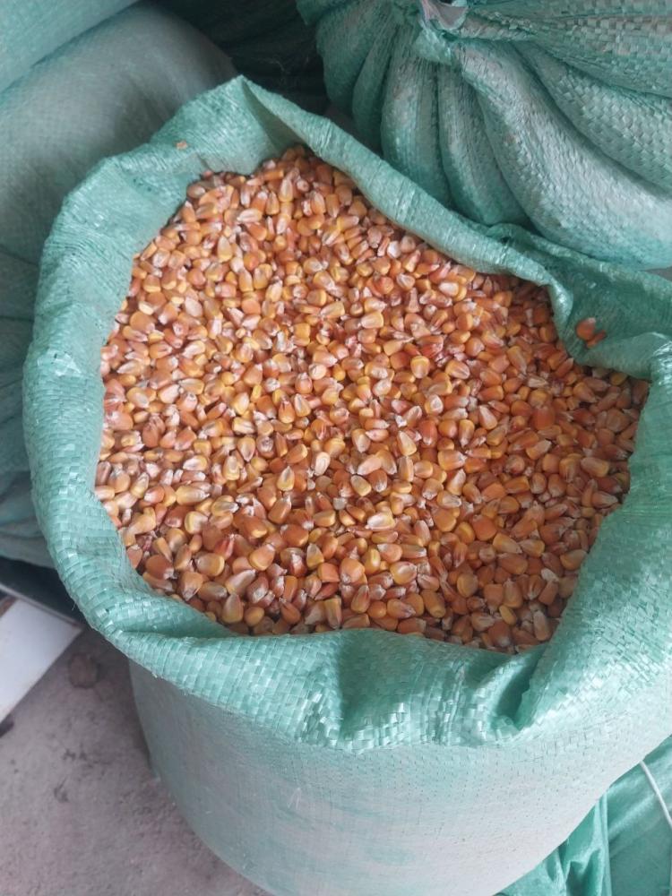 Makka joxori Jizzaxda 40 tona