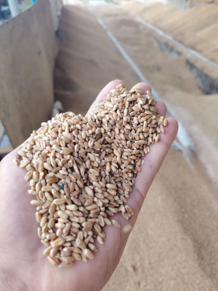 КЗХ Бугдой Натура 792 г/л