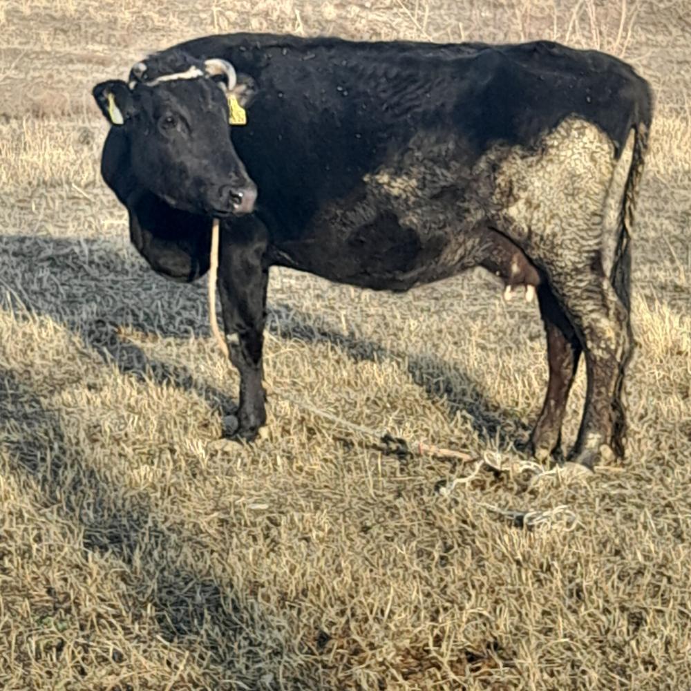 Якка сигир сотилади, 6-7 л сут