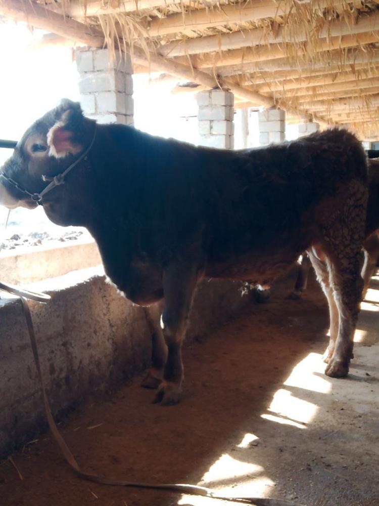 Shivet xoʻkizcha 9 oylik buzov