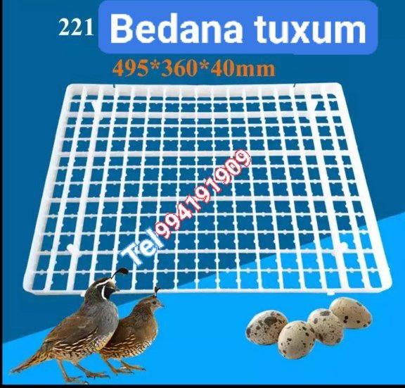 Bedana tuxumlari uchun latok
