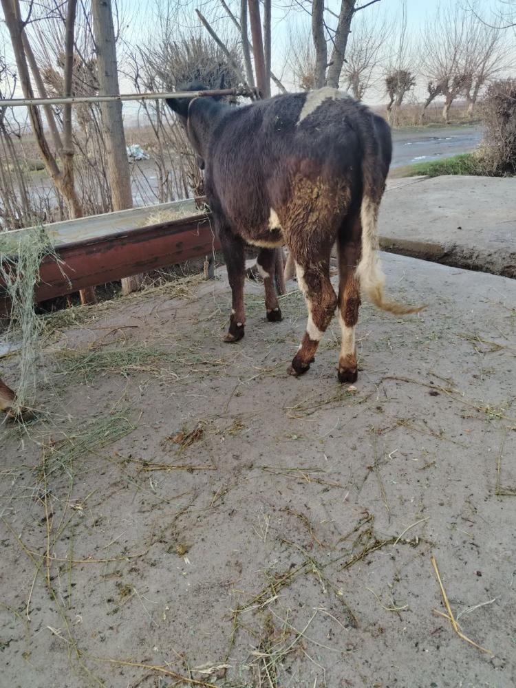 Инглис от бўйи 120 см