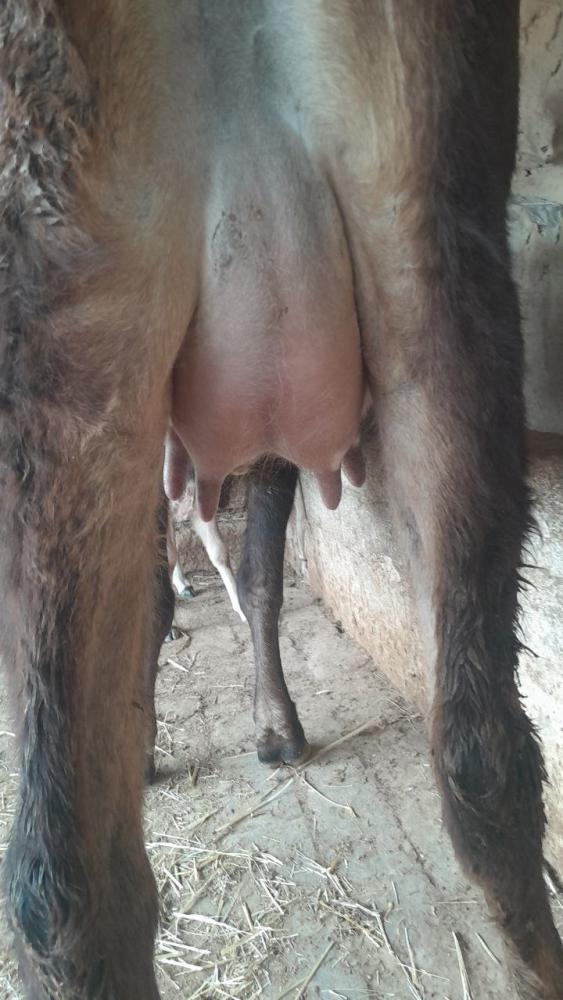 Ona-bola sigir sotiladi