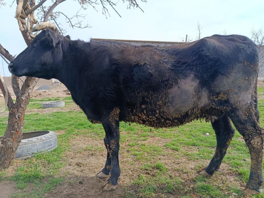 Boʻgʻoz mollar sotiladi