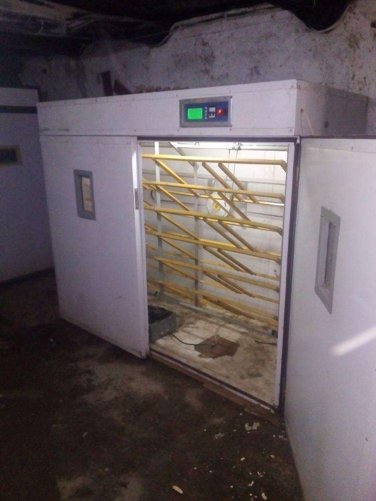 Inkubator xizmati tovuq tuxumi