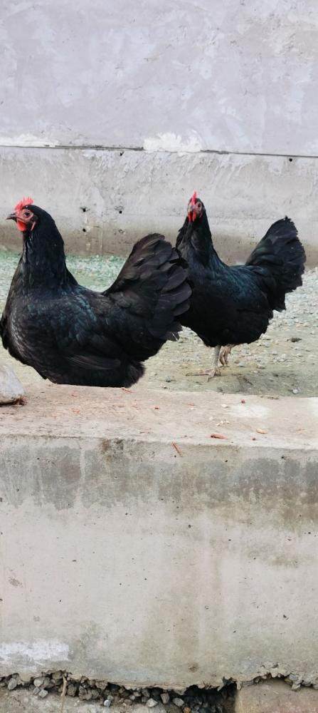 Avstralof ruminya makiyon tuxumlari