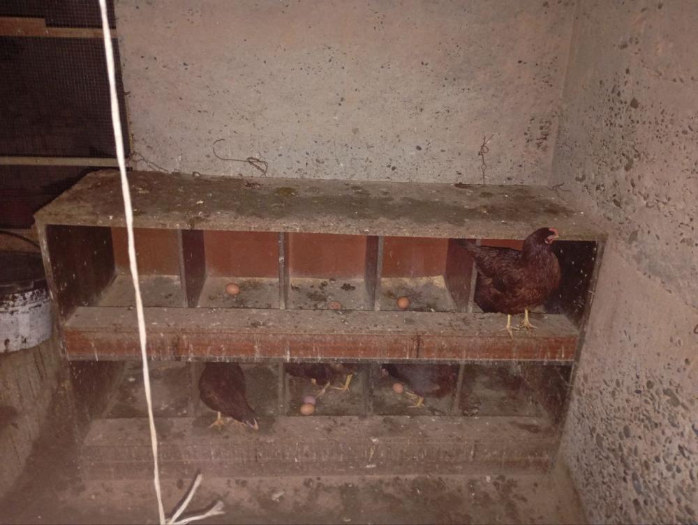 Тухумдонлар сотилади янги