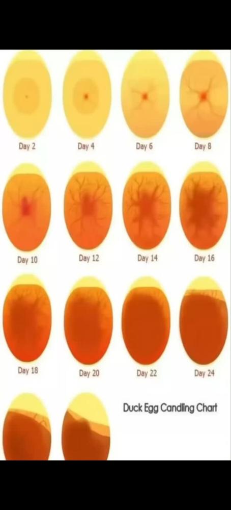 Inkubator xizmati — tuxum ochirish