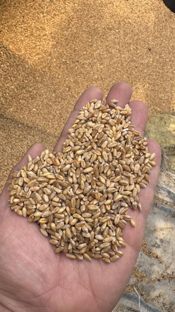 Toza qoplangan Buğdoy kz