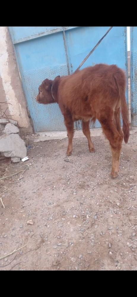 2 та буқа сотилади