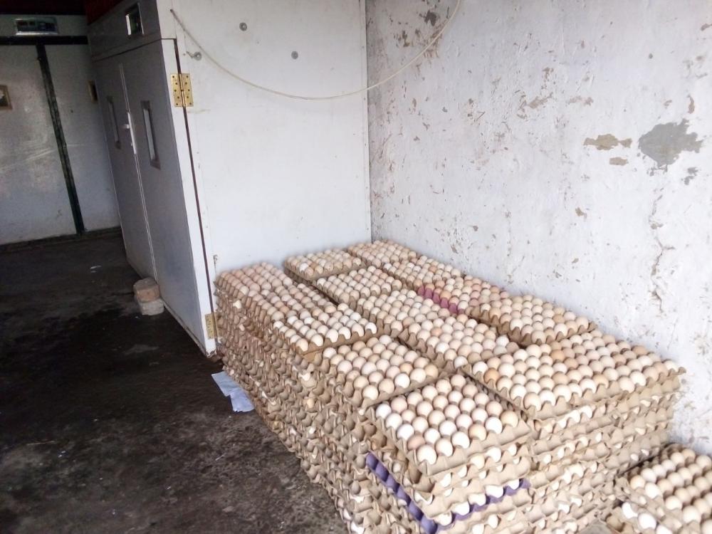 Inkubator uchun tuxum yigʻamiz