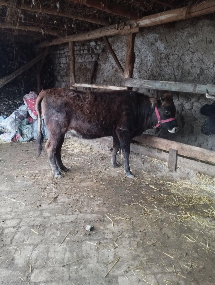 Hunajin sotiladi 15 mln