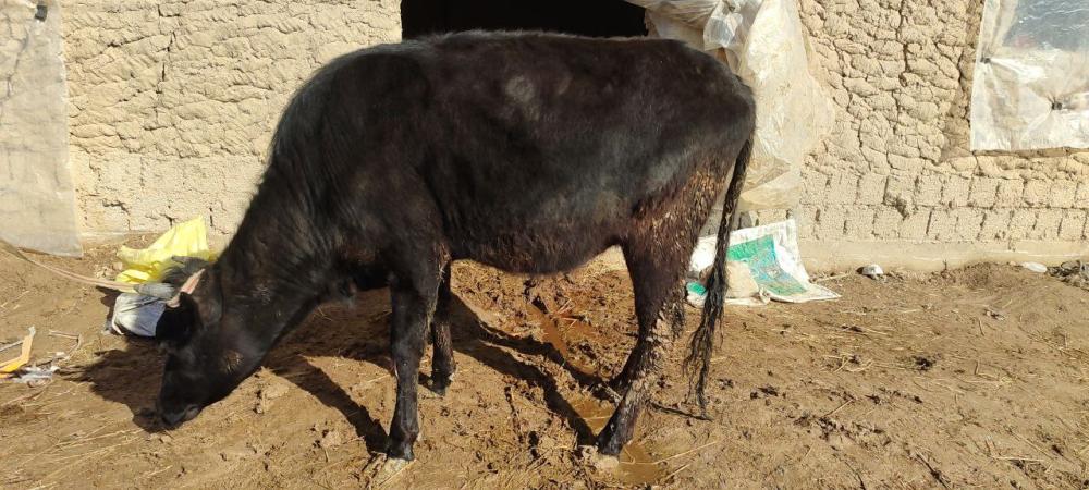 7 yarim oylik bugʻoz gʻunojin sotiladi