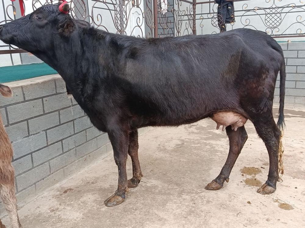 Sut beruvchi sigir sotiladi