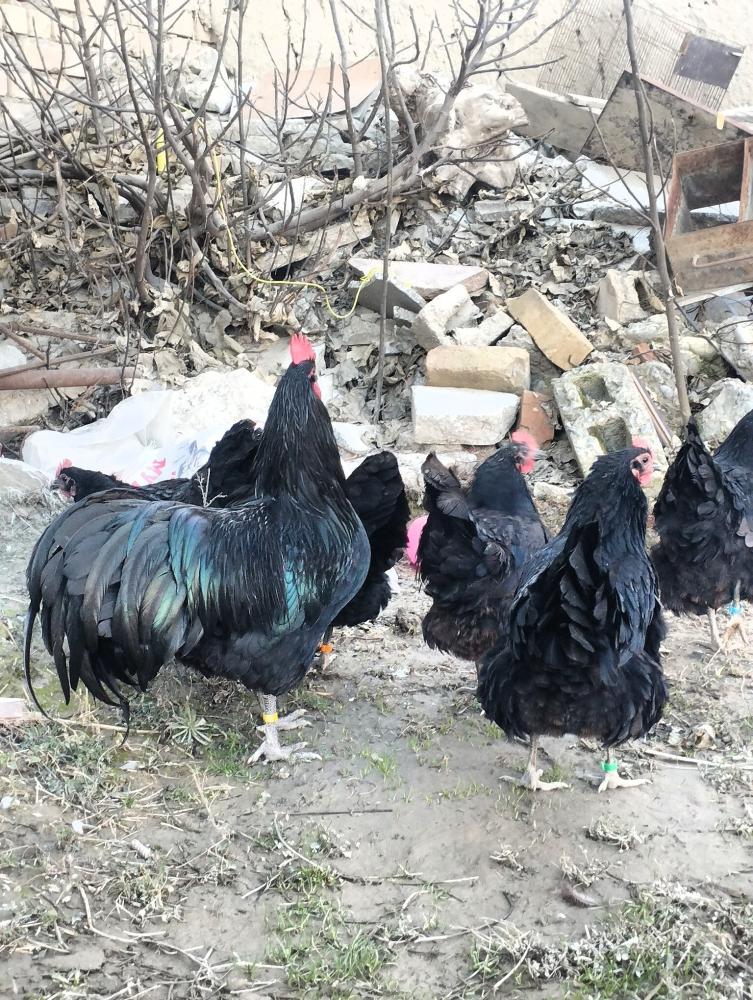 Австралорп Румын тухумлари Самарқанд