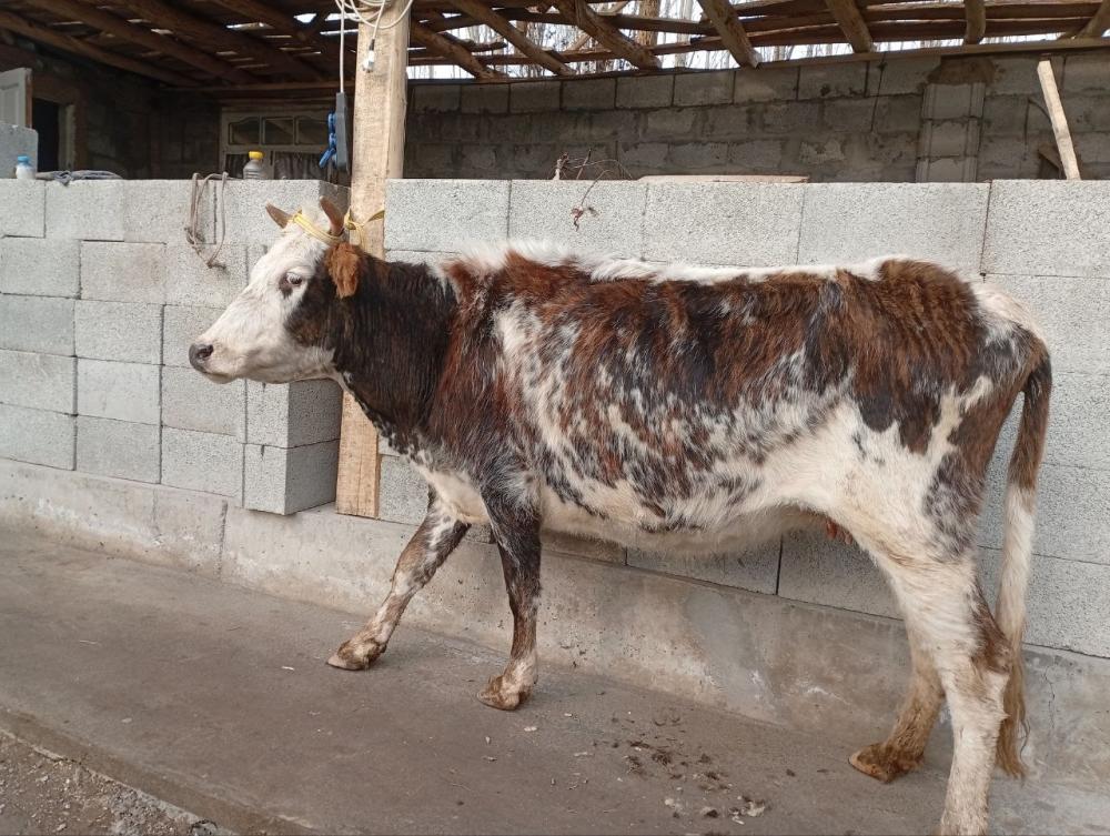 6 ойлик богоз сотилади