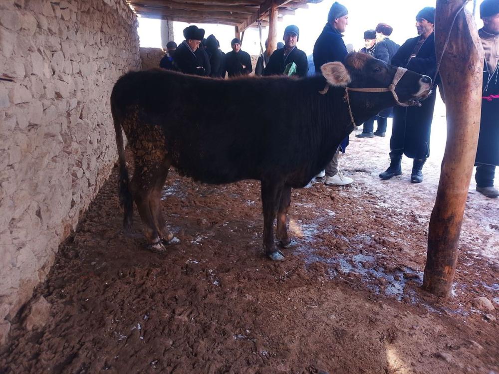 4 oylik buzoq sotiladi