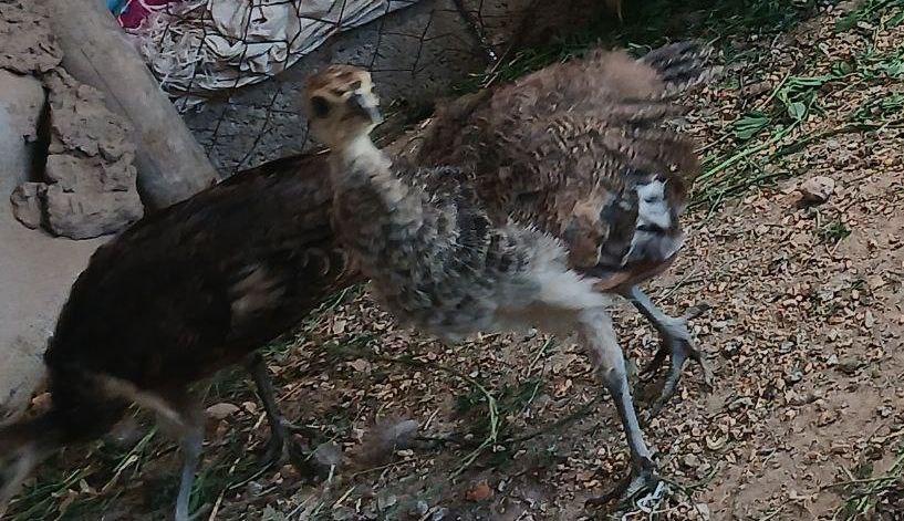 Ҳали ёшга тўлмаган тавус жўжалари