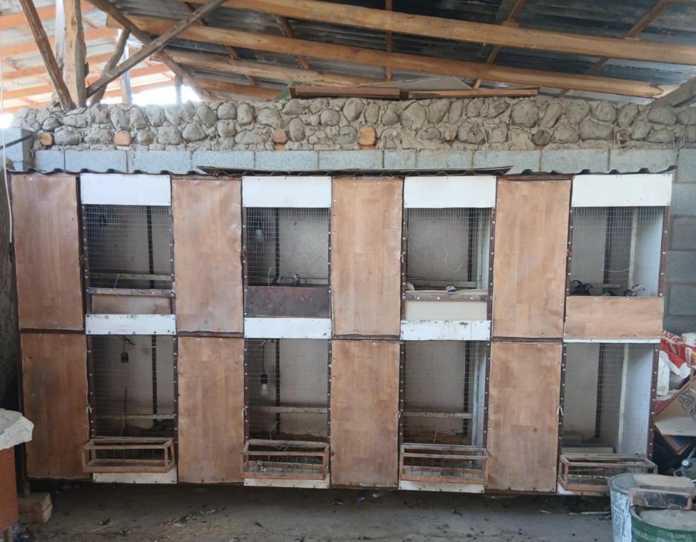 Temir tovuq katak sotiladi