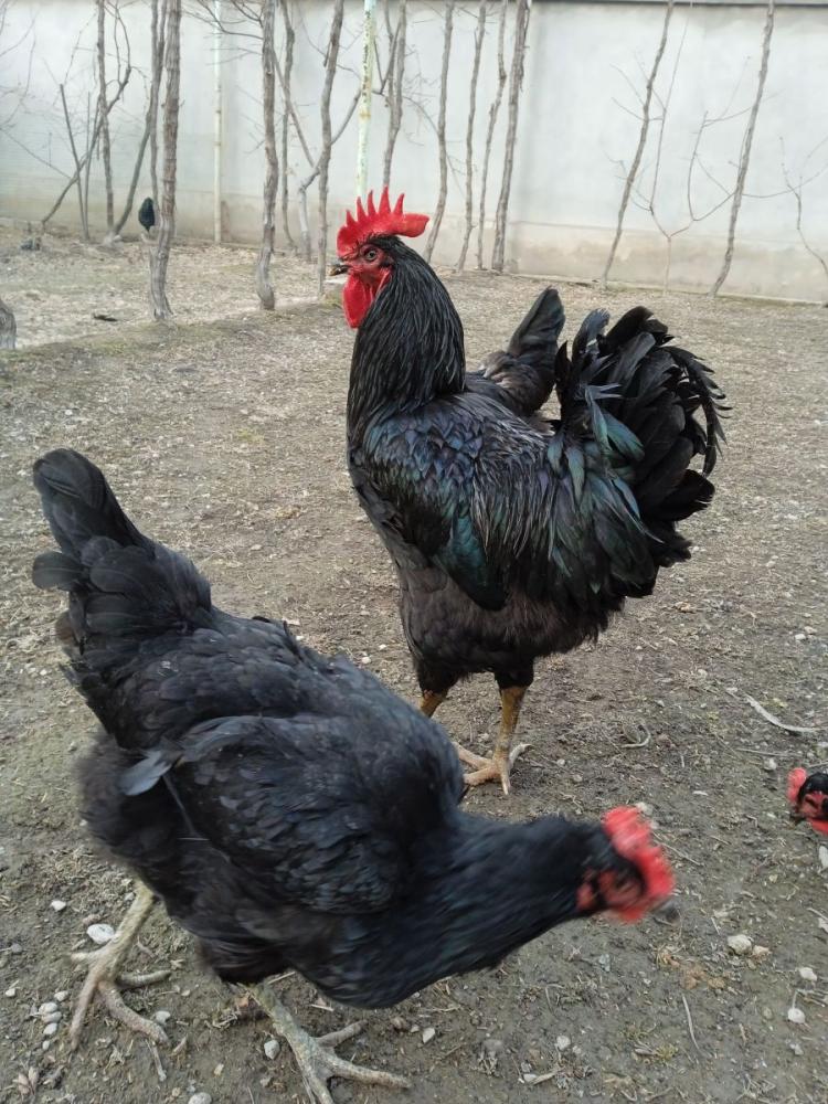 Қара шахзодалар тухумлари