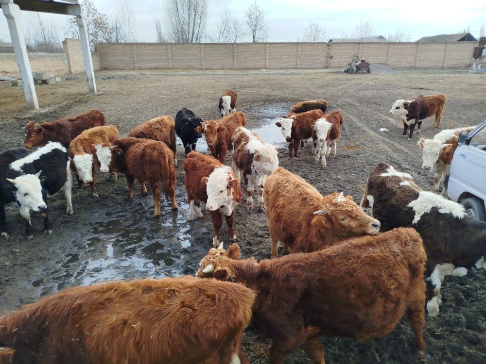 Toza Simental novvoslar