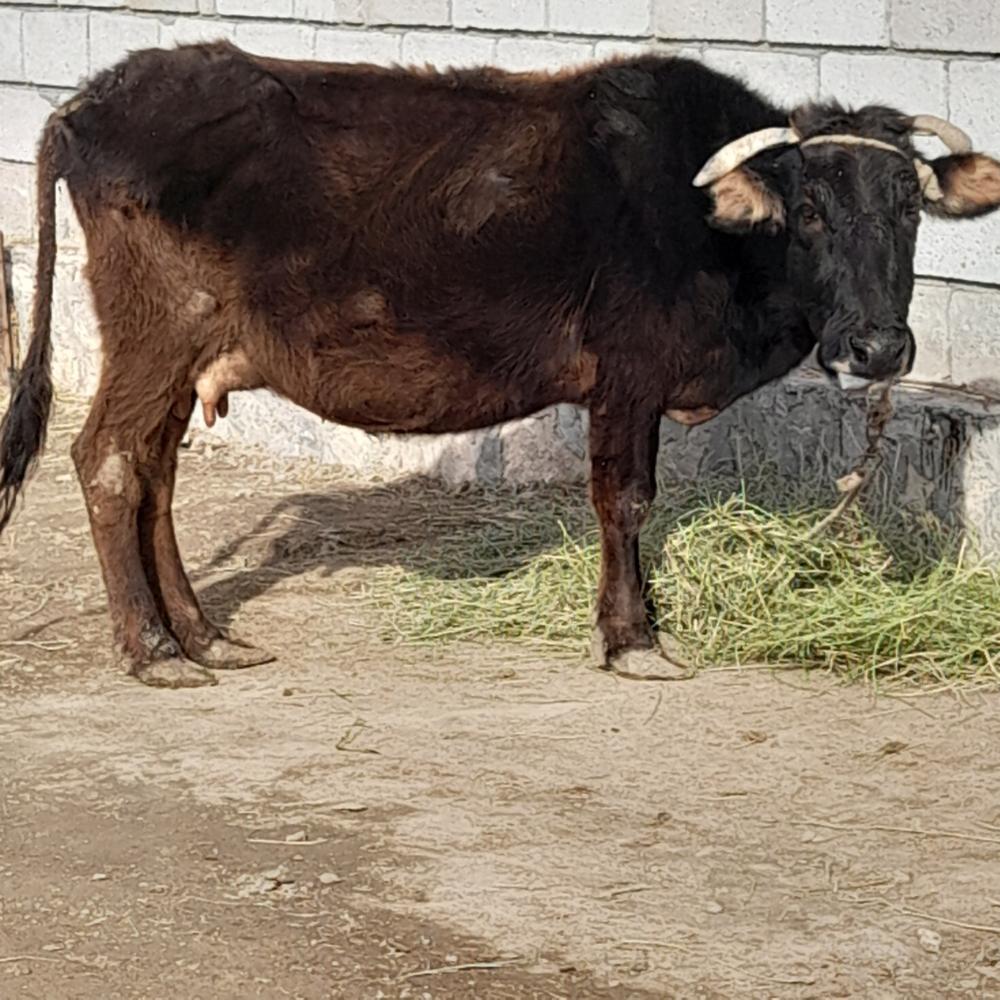 Она сигир 5-6 л сут