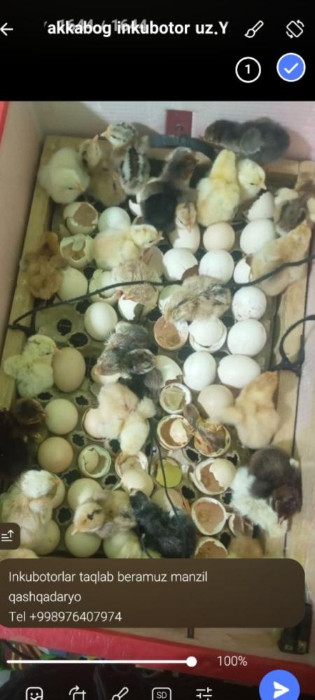 Inkubatorlar turli o'lchamda