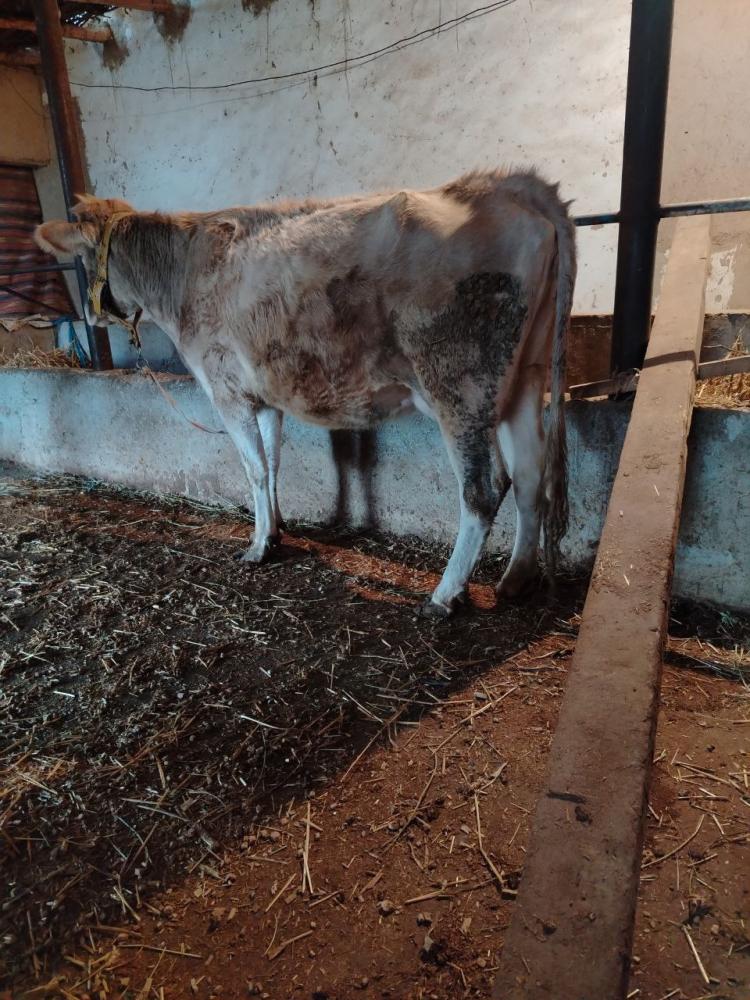 Она бола сигир сотилади