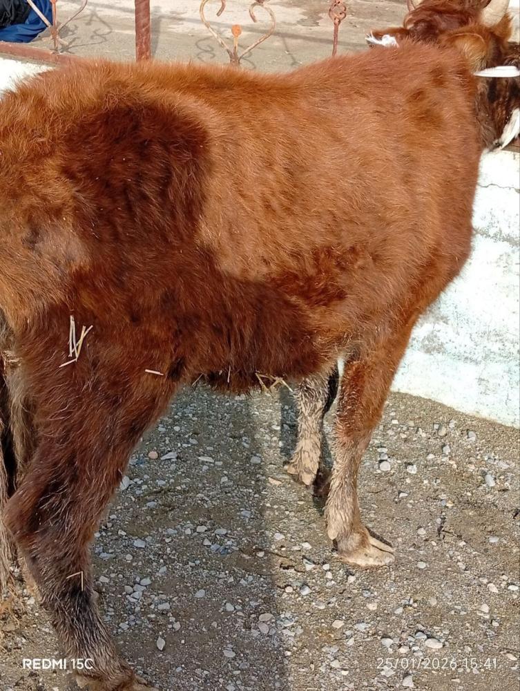 Gʻunonjin tugʻmagan sotiladi