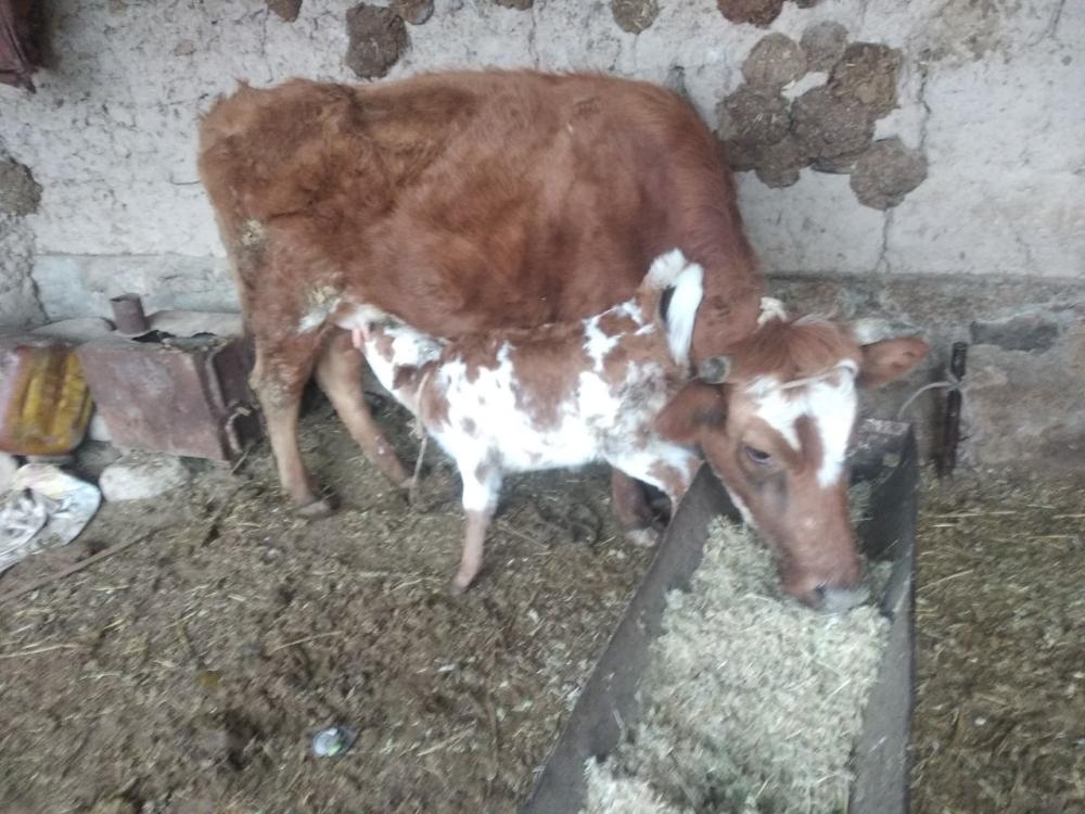 Ona bola sigirlar sotiladi