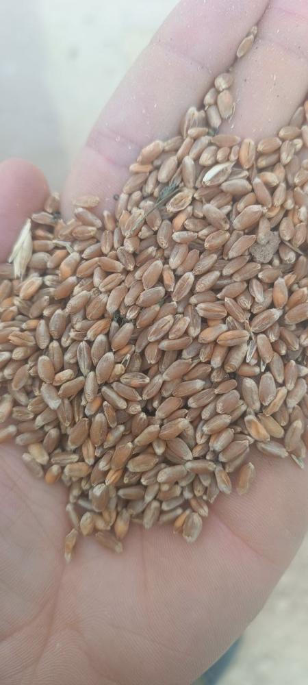 Mesni bugʻdoy don 500 tona