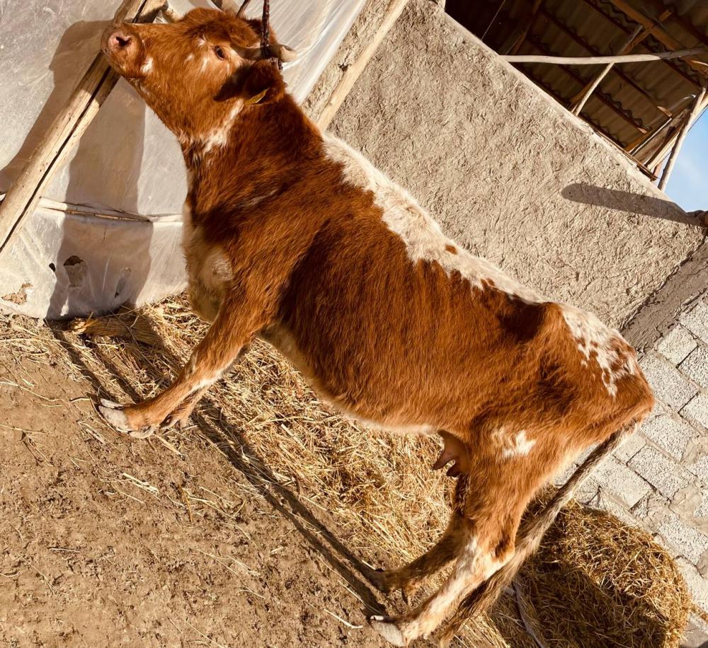 Yakka sigir sotiladi