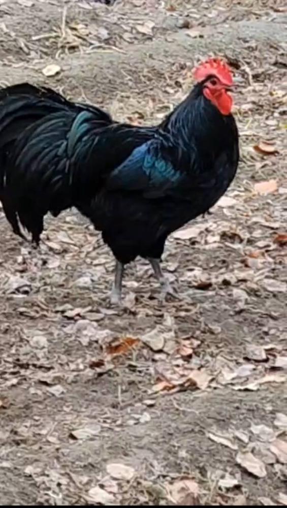 Astralop Ruminiya tuxumlariga zakas olamiz