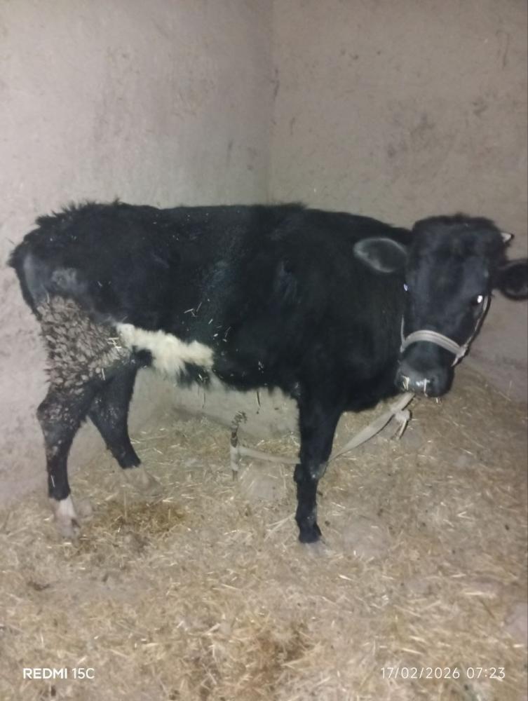 Gʻunonjin sotiladi 1.15m