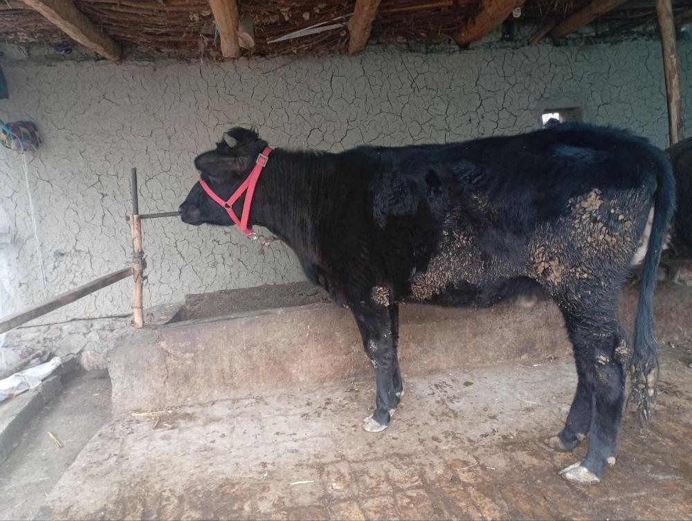 Хуножин сотилади Андижонда