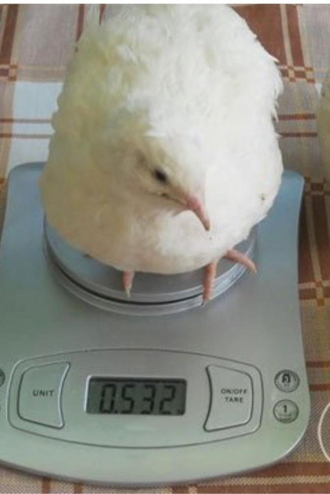 Инкубацион тухум Белий гигант Техас