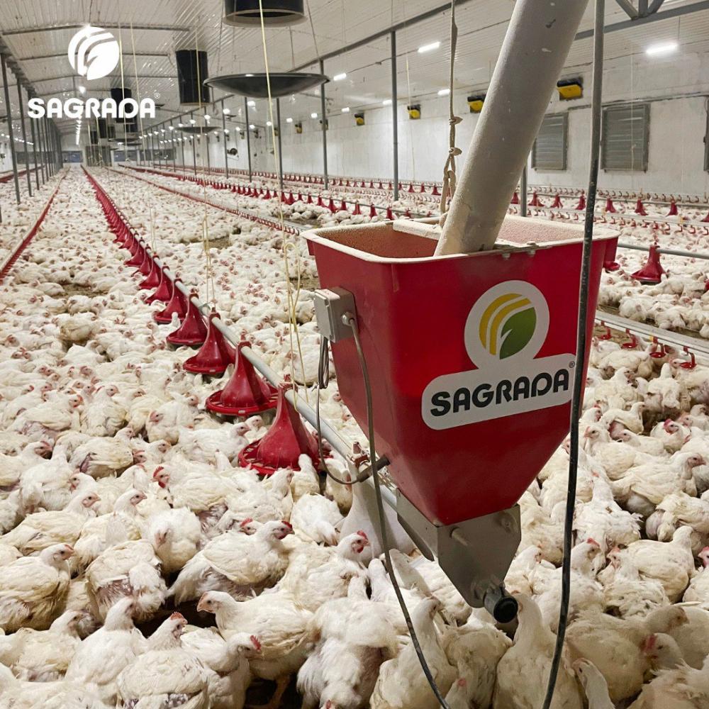 Broyler tovuqlarini boqish liniyalari