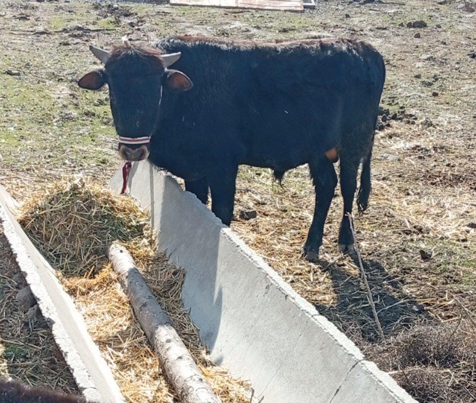Hukiz sotiladi Qamashi tumani