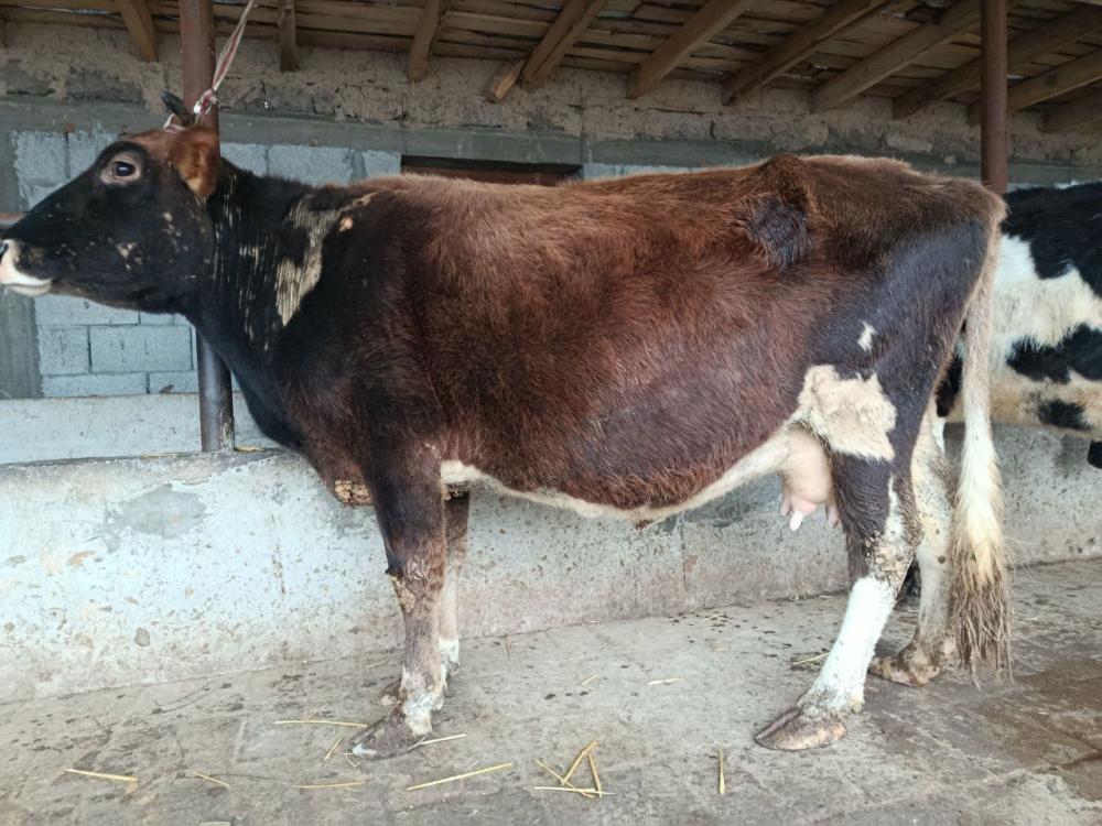 Sutli sigir 3 bolali