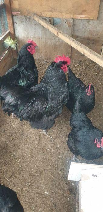 Жерси гигант тухумлари сотилади