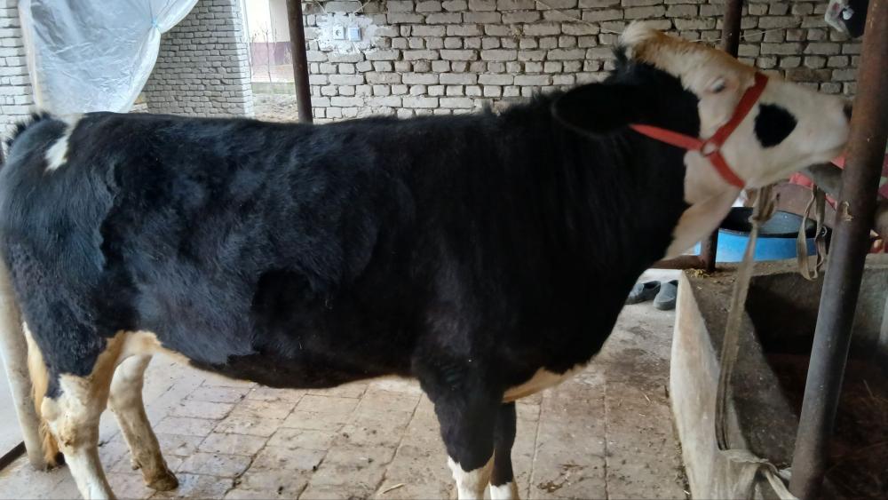 Simental gibridga danyaga sigir