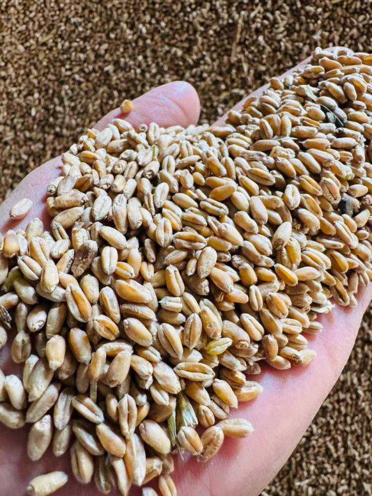 Qozoq bugʻdoy sotuvda