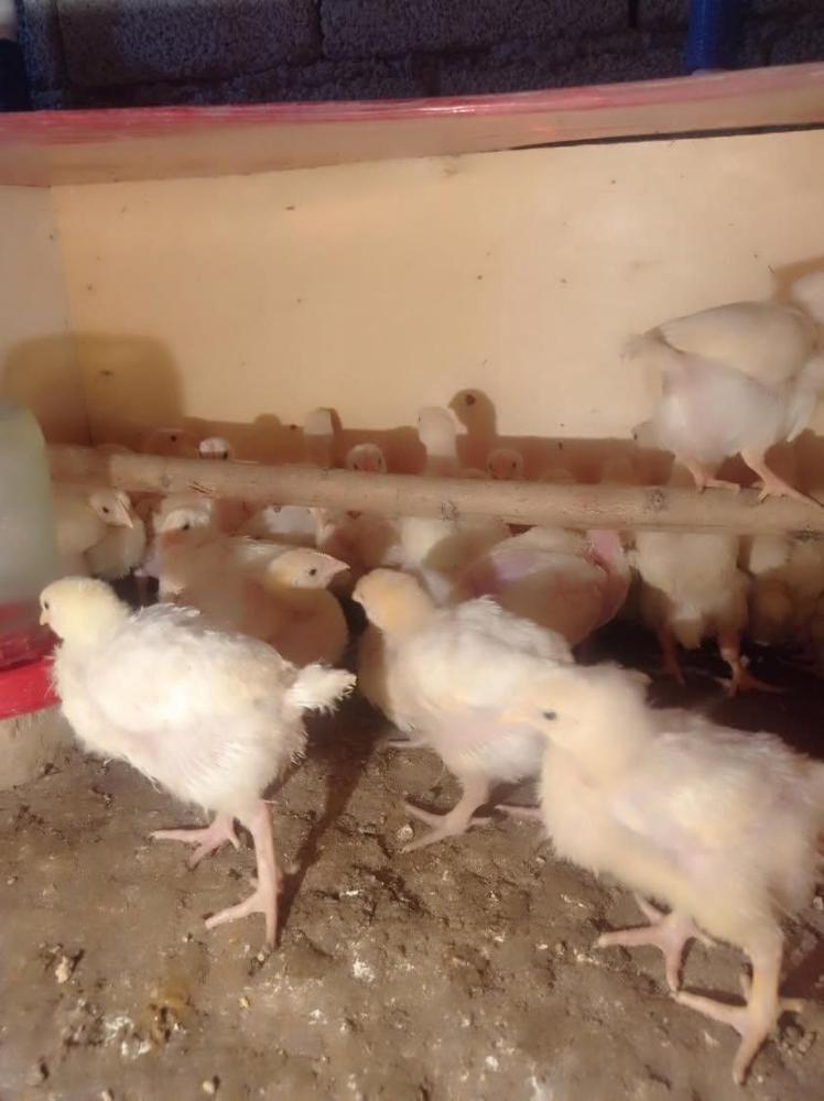 Broyler jo‘jalar sotuvda